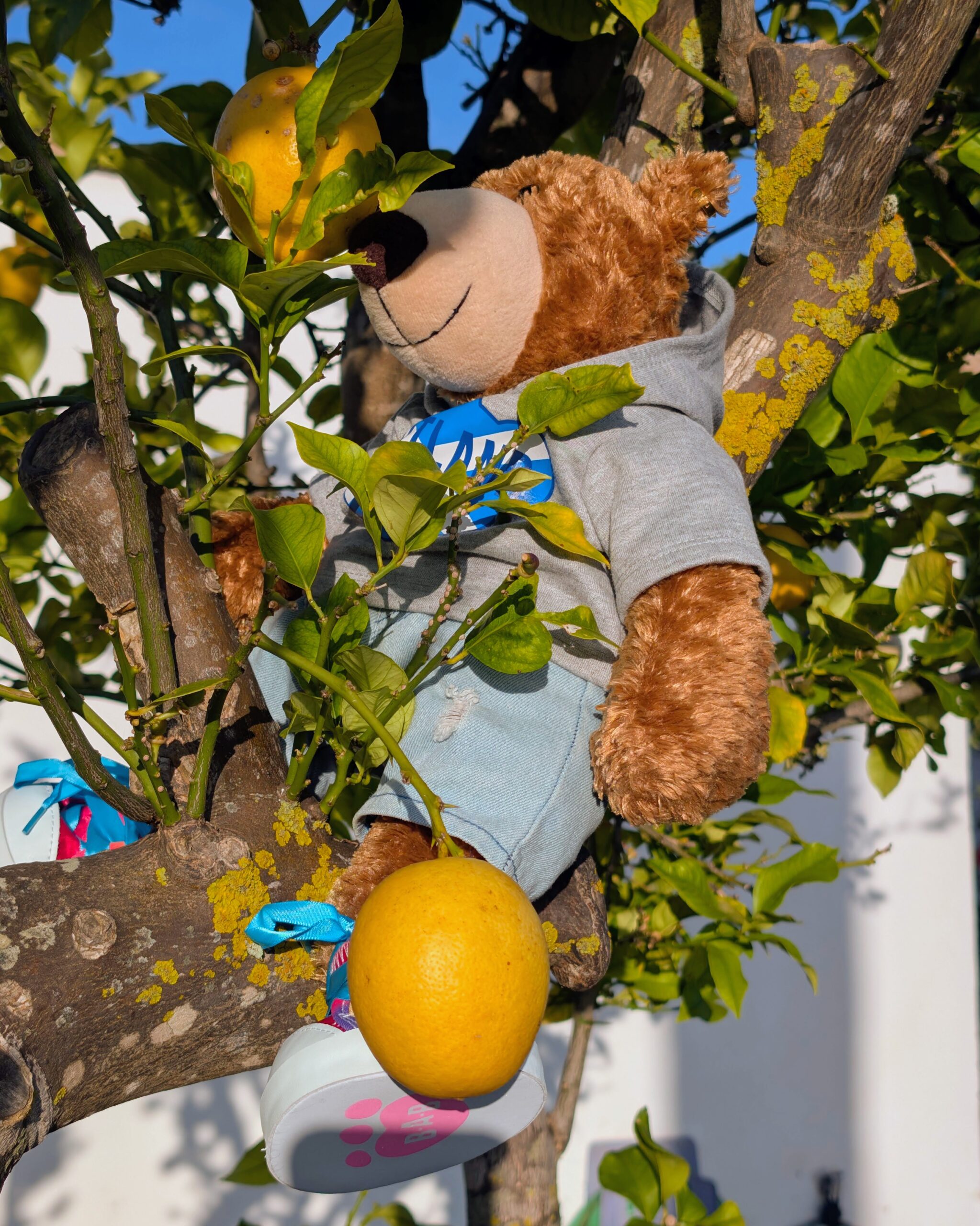 Zitronenbaum